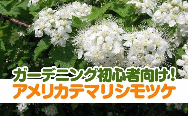初心者の味方！アメリカテマリシモツケでガーデニングの基礎を学ぼう！