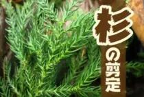 杉の剪定は季節選びが重要！台杉の管理方法についても解説します！