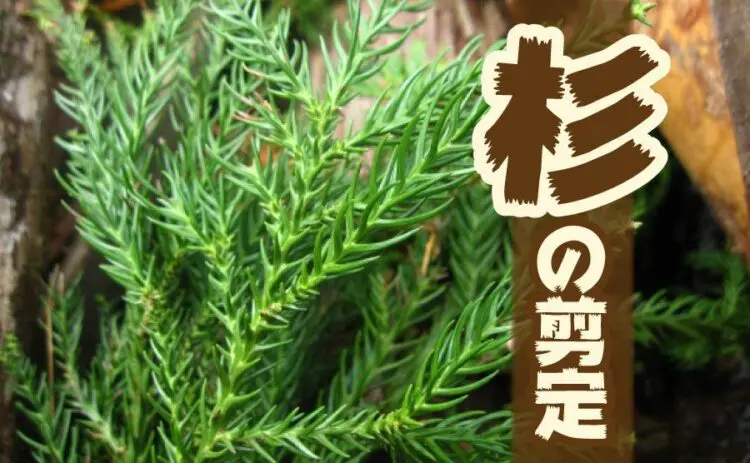 杉の剪定は季節選びが重要！台杉の管理方法についても解説します！