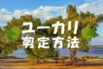 ユーカリの剪定時期や方法を解説！観葉植物としては欠かせない手入れ