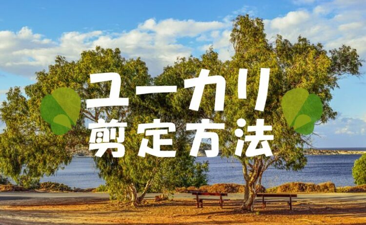 ユーカリを剪定して元気に育てよう！簡単にできる剪定方法をご紹介