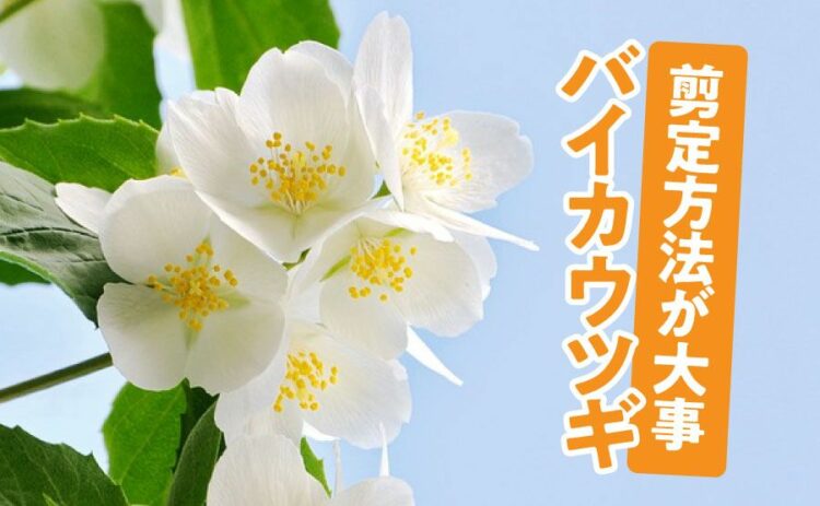 バイカウツギの剪定は方法が大事！間違えると花が咲かないかも