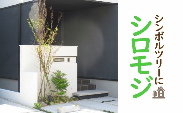 シロモジはシンボルツリーにぴったり！育て方を知って庭に植えよう