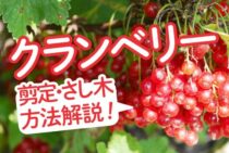 クランベリーの育て方を解説！剪定やさし木のやり方には注意しよう！