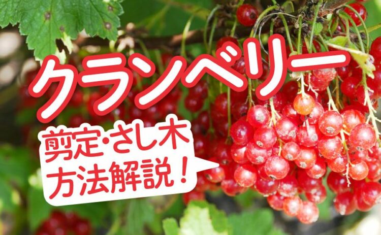 クランベリーの育て方を解説！剪定やさし木のやり方には注意しよう！