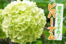 ビバーナムの魅力をご紹介！庭木におすすめの理由や育て方のポイント