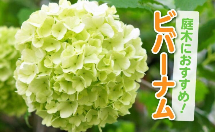 ビバーナムの魅力をご紹介！庭木におすすめの理由や育て方のポイント