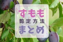 すももの剪定方法・時期｜夏に甘酸っぱくておいしい実を収穫する育て方