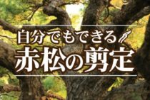 赤松の剪定は自分でもできる！？方法と必要な道具をご紹介します！