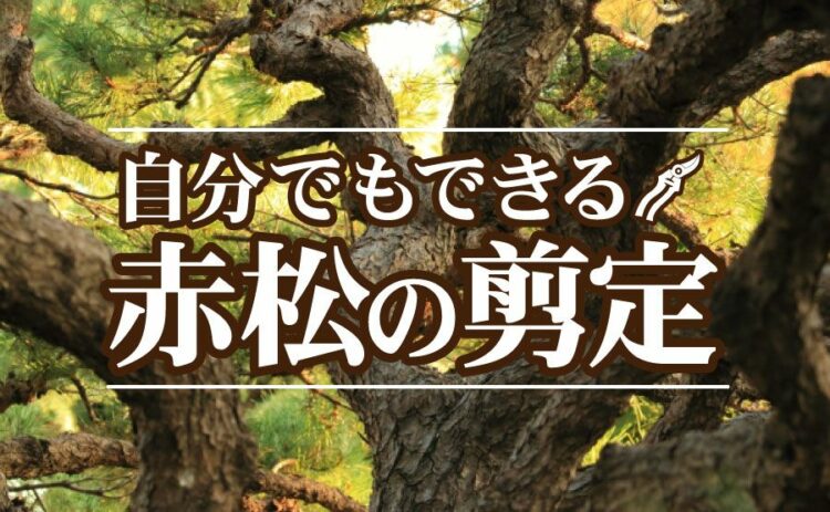 赤松の剪定は自分でもできる！？方法と必要な道具をご紹介します！