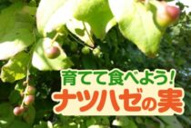 ナツハゼで四季を豊かに！はじめてでも簡単な栽培と実の使い方も！