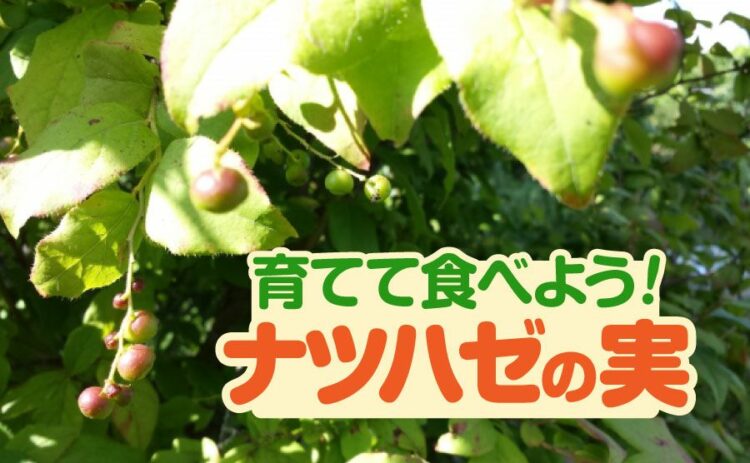 ナツハゼの実を家で収穫して美味しく食べよう！育て方と加工法を紹介