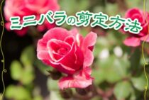 ミニバラの剪定方法！美しく咲かせるために肝心なのはこまめな剪定！