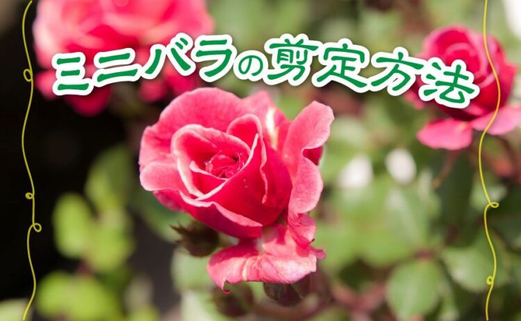 ミニバラの剪定方法！美しく咲かせるために肝心なのはこまめな剪定！