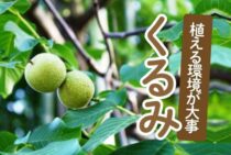 くるみを育てたい方必見！くるみの木は植える環境に気をつけよう！