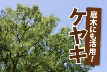 ケヤキは剪定して挿し木として活用！盆栽として人気の庭木について