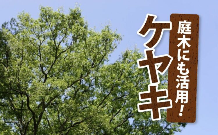 生活・ケヤキは庭木にも活用できる！小さく育てて自然樹形を作りあげよう！