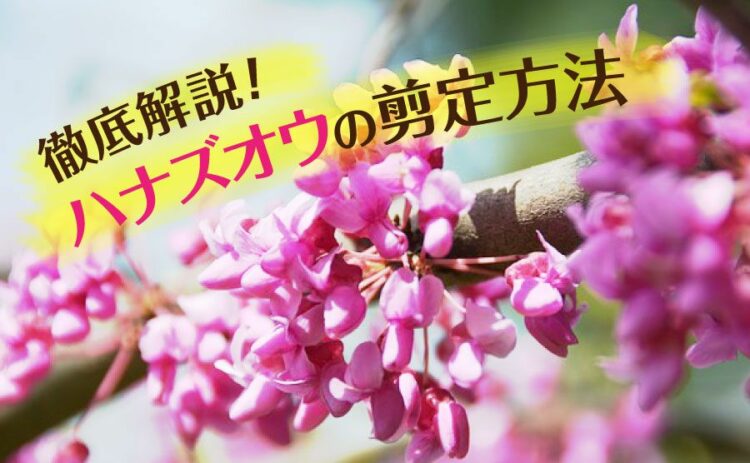 ハナズオウの剪定方法を徹底解説！！正しい方法を知って長く楽しもう