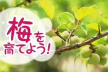 梅の実がならない原因とは？対策方法を知って立派な梅を育てよう！