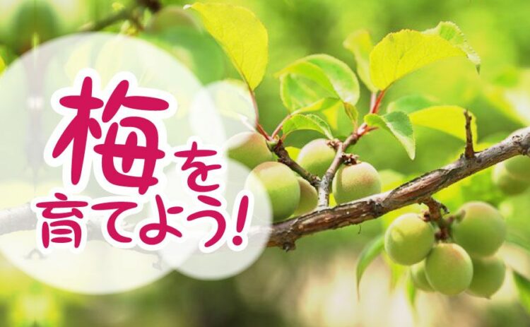 梅の実がならない原因とは？対策方法を知って立派な梅を育てよう！
