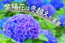 紫陽花は冬越えが重要！美しく花を咲かせるためのポイントをご紹介