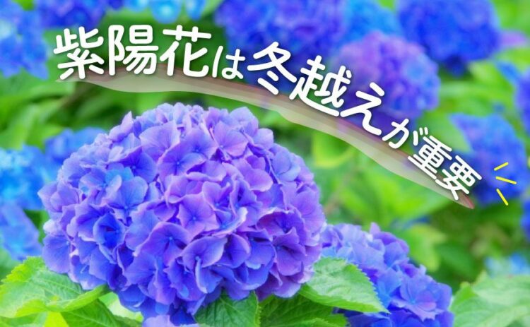 生活・紫陽花は冬越えが重要！美しく花を咲かせるためのポイントをご紹介
