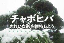 チャボヒバ剪定の時期から注意点まで紹介！キレイなかたちを維持しよう！