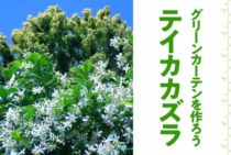テイカカズラで美しいグリーンカーテンを作ろう！手順や注意点を紹介