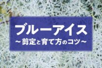 ブルーアイスを剪定して形を整えよう！剪定や育て方のコツを紹介