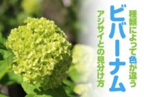 ビバーナムは種類によって花の色が違う！アジサイと見分けるコツとは