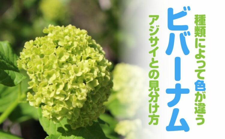 ビバーナムは種類によって花の色が違う！アジサイと見分けるコツとは