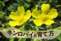 キンロバイの育て方と剪定のポイント！ロックガーデンにもおすすめ