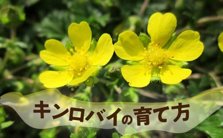 生活・キンロバイの育て方と剪定のポイント！ロックガーデンにもおすすめ