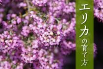 エリカの育て方は種類によってさまざま！ポイントをおさえて育てよう