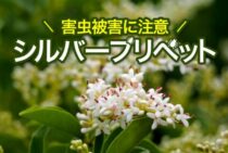 シルバープリペットは害虫被害に気をつけよう！見つけたらすぐ駆除を