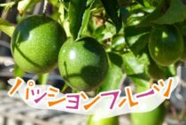 パッションフルーツの剪定方法は？果実を育てるために気をつけること