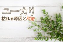 ユーカリが枯れる原因と対策とは？剪定をして美しく育ててよう！
