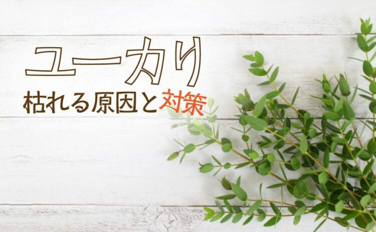 生活・ユーカリが枯れる原因と対策とは？剪定をして美しく育ててよう！