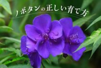 ノボタンの正しい育て方を紹介！花が咲かない・枯れてしまう原因とは