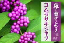 コムラサキシキブを庭で育てよう！ムラサキシキブとのちがいも解説