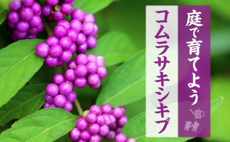 生活・コムラサキシキブを庭で育てよう！ムラサキシキブとのちがいも解説