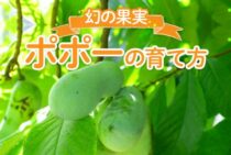 幻の果実と呼ばれるポポーの育て方を知りたい！自宅栽培はできるの？