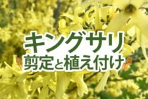 キングサリの育て方にはポイントが！剪定や植え付けの方法を解説！