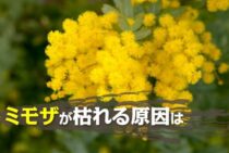 ミモザが枯れる原因は寒さと根の傷が多い！健康を保つ育て方のコツ