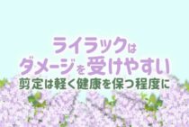 ライラックは剪定しすぎないほうがよいの？気になる剪定の頻度や方法