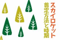 背が高すぎるスカイロケットを剪定しよう！その方法や時期を紹介