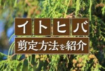イトヒバの剪定時期と方法！形や大きさをキレイに整えるコツをご紹介