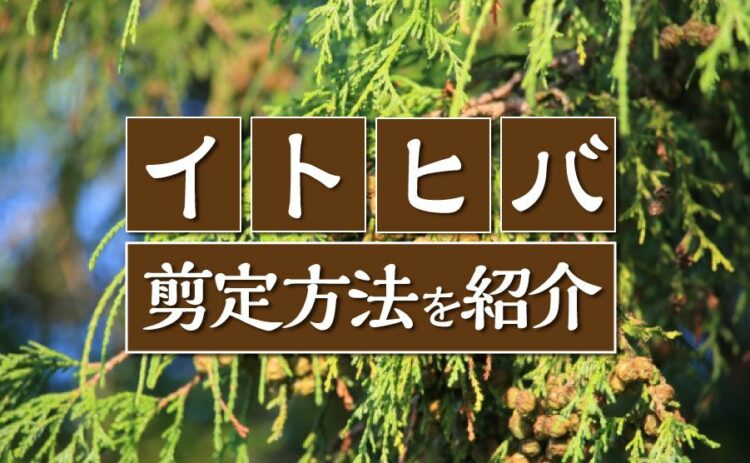 イトヒバの剪定方法を紹介。育ちすぎたイトヒバをキレイにととのえよう