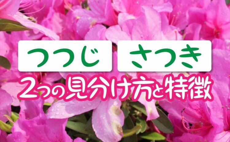 つつじとさつきの違いはここにある！2つの見分け方と特徴をご紹介！
