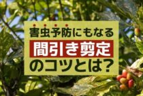 アオキの剪定に適した時期と方法とは！手入れや育て方のコツもご紹介